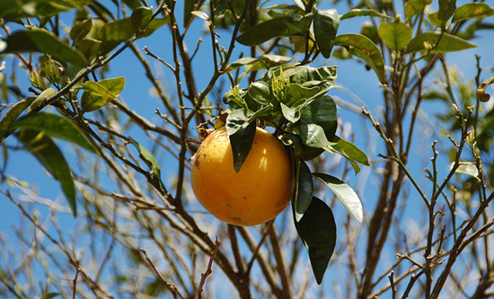 Zdravý jídelníček: Pomelo