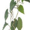 Umělá květina (výška 117 cm) Anthurium – Bloomingville. Cvičení