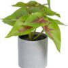 Umělá rostlina (výška 20 cm) Syngonium – Ixia. Cvičení