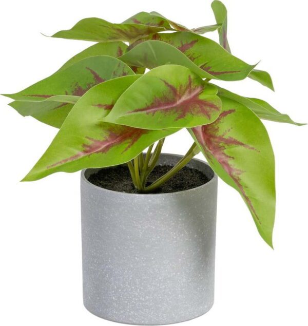 Umělá rostlina (výška 20 cm) Syngonium – Ixia. Cvičení