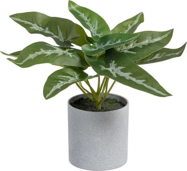 Umělá rostlina (výška 21 cm) Syngonium – Ixia. Cvičení
