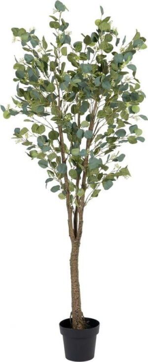 Umělý eukalyptus (výška 173 cm) Eucalyptus – Ixia. Cvičení
