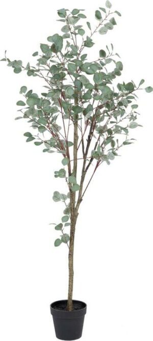 Umělý eukalyptus (výška 180 cm) Eucalyptus – Ixia. Cvičení