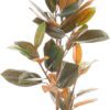 Umělý fíkus (výška 90 cm) Ficus – Ixia. Cvičení