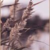 Obraz 50x70 cm Mellow Grasses 3 – Malerifabrikken. Cvičení