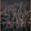 Obraz 50x70 cm Mellow Grasses 5 – Malerifabrikken. Cvičení