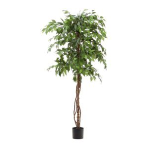 Umělý fíkus (výška 180 cm) Ficus – Kave Home. Cvičení