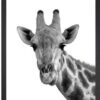 Obraz 24x29 cm Giraffe – Vavien Artwork. Cvičení