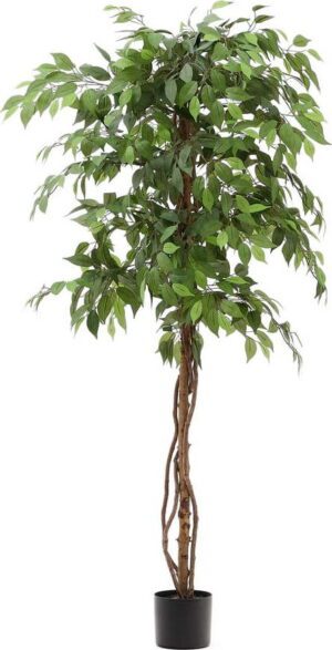 Umělý fíkus (výška 180 cm) Ficus – Kave Home. Cvičení